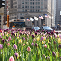 Spring Blooms in the Chicago Loop